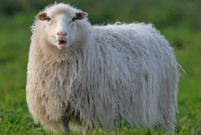 Diepholzer moorschnude