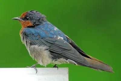 Rondine del pacifico