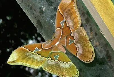 Rothschildia orizaba