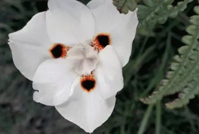 flor blanaca de camino