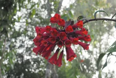 flor de altura