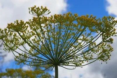 flor de quinua