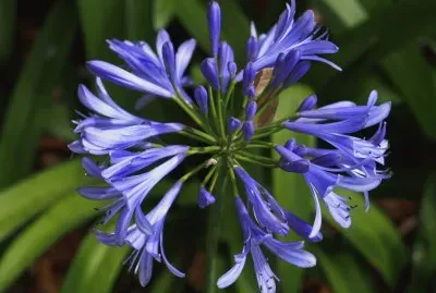 פאזל של agapanto