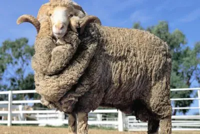 Australian merino