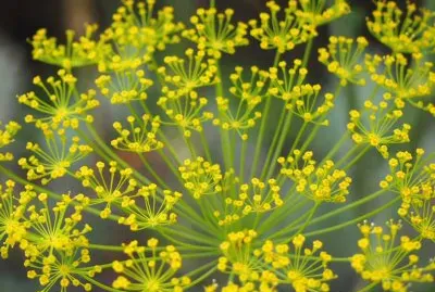 flor de quinua