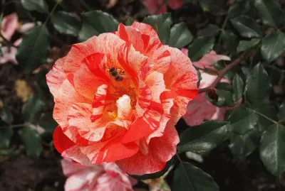 rosa bicolor