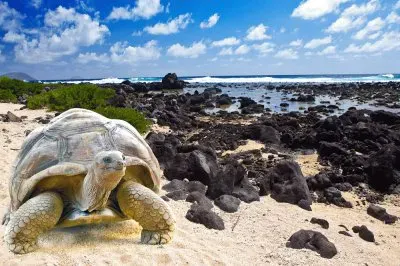 Foto jigsaw puzzle