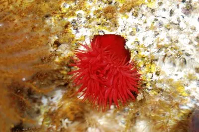 Actinia equina