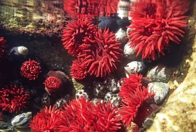 Actinia tenebrosa