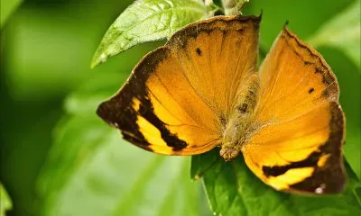 Doleschallia bisaltide jigsaw puzzle