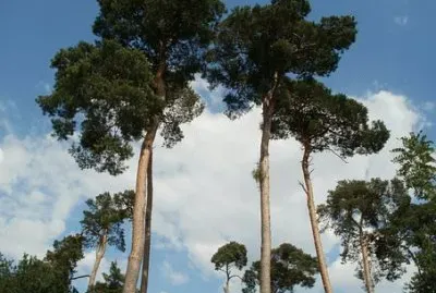 פאזל של Foto