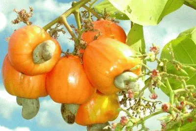 Foto jigsaw puzzle