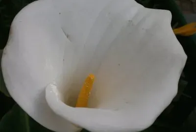 cartucgo blanco jigsaw puzzle