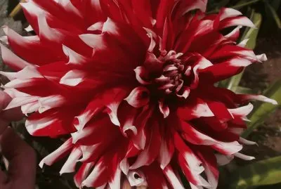 dalia bicolor jigsaw puzzle