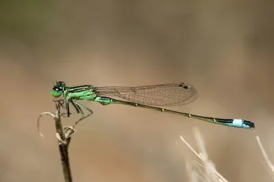 Ischnura genei jigsaw puzzle