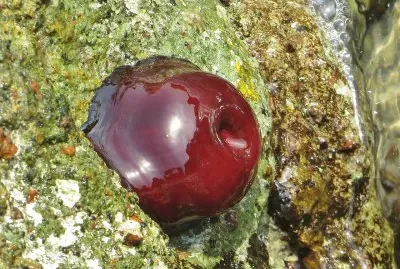 Actinia meditrranea