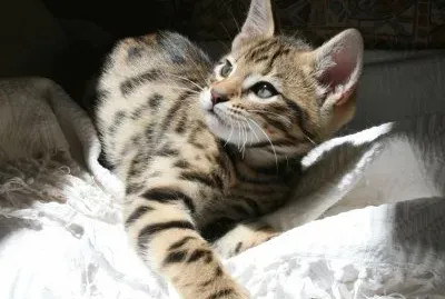 Cheetoh jigsaw puzzle