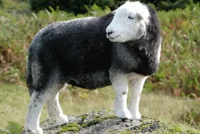 Herdwick