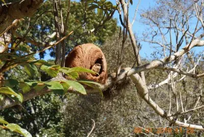 João de Barro jigsaw puzzle