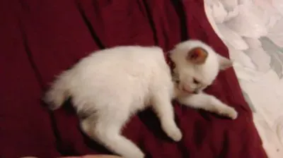 Owykee jigsaw puzzle