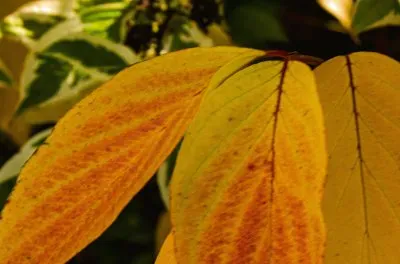 פאזל של herbst