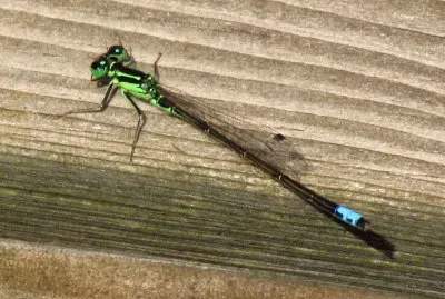 Ischnura verticalis