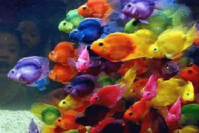 Foto jigsaw puzzle