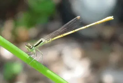 Ischnura hastata