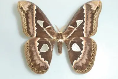 Rothschildia maurus