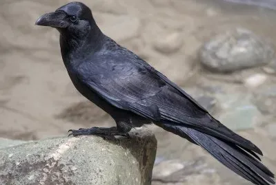 Corvo becco grosso