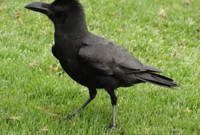 Corvo della giungla indiano