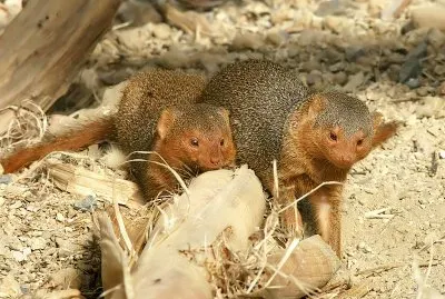 Mangusta nana comune