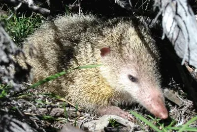 Tenrec