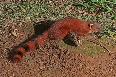 Mangusta dalla coda ad anelli