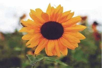 790