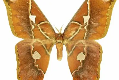 Rothschildia hesperus