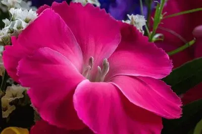 Foto jigsaw puzzle