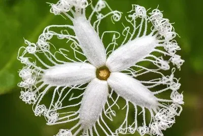 Foto jigsaw puzzle