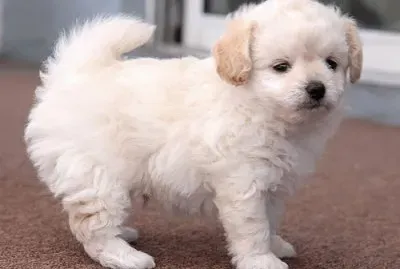 Chipoo
