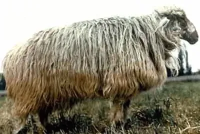 Alai