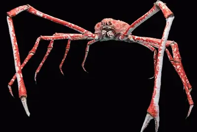 Granchi gigante del giappone