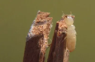 Termite operaia
