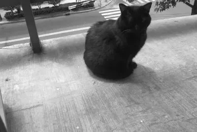 gato Vak,