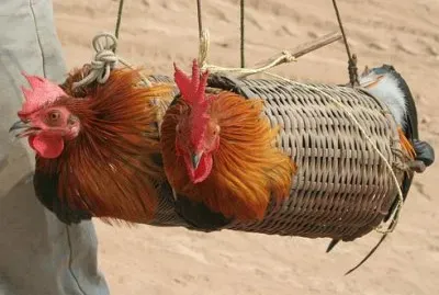 Foto