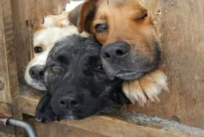 perritos jigsaw puzzle