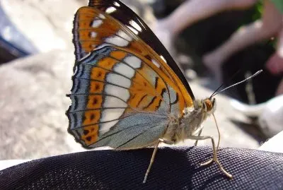Limenitis populi