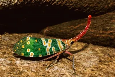 Laternaria candelaria