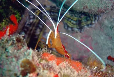 Lysmata grabhami