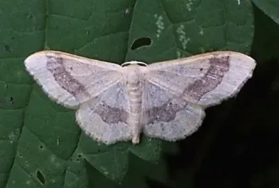 Idaea aversata