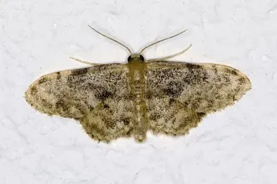 Idaea inquinata